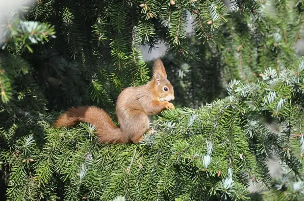 Сад для птиц: кусты и деревья, которые заменят кормушки зимой