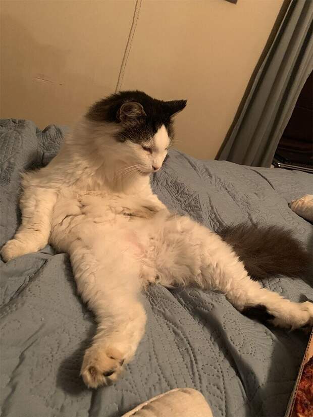 Кошки, которые научились вести себя как люди