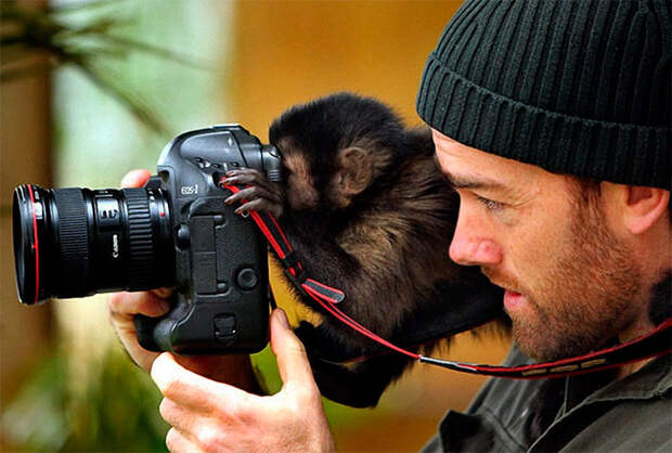 обезьяна смотрит в фотоаппарат