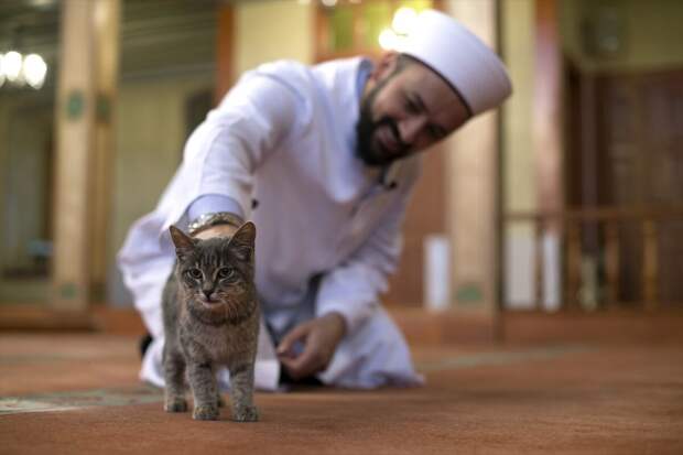 Кошки в мечетях частый гость