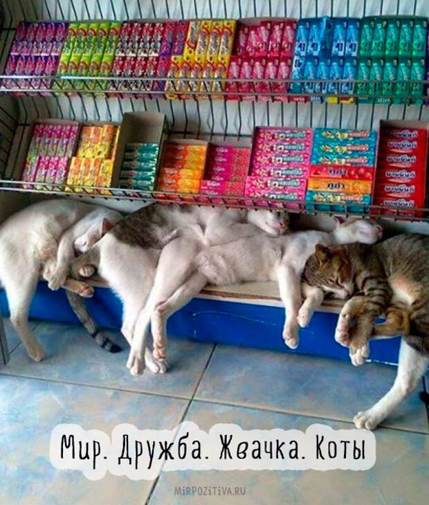 коты спят на прилавке с жвачками коты спят на прилавке с жвачками