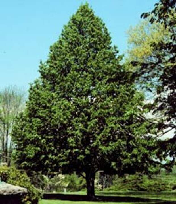 Липа сердцевидная, или зимняя мелколистная липа (Tilia cordata)