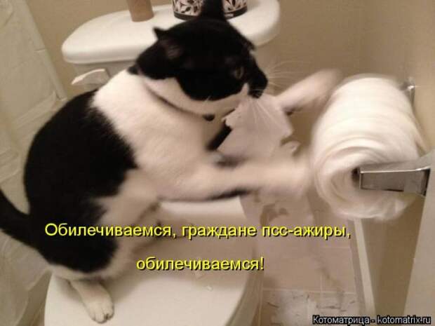 Лучшие котоматрицы недели (50 фото)