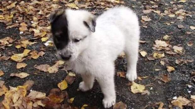 Урок милосердия