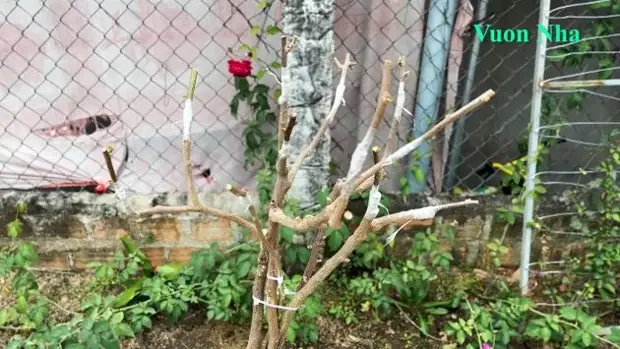 Как вырастить 5 разноцветных цветов на одном кусте. Соседи обзавидуются