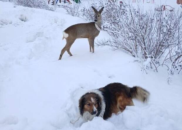 В Шацком районе косуля Марта обрела верного друга — пса Рекса