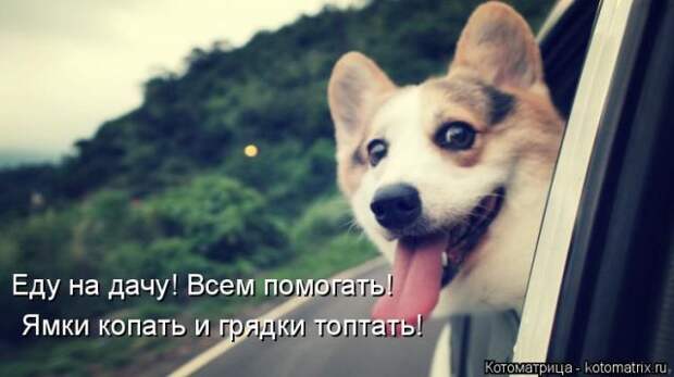 Лучшие котоматрицы недели (50 фото)