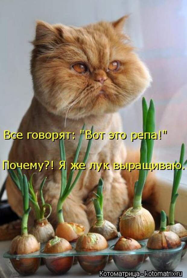 Лучшие котоматрицы недели (50 фото)
