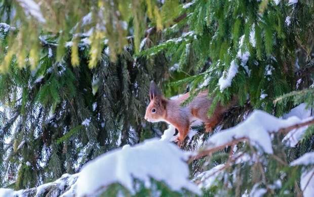 Циклон принесет в Петербург потепление