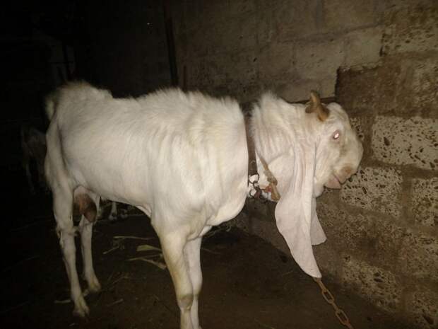 Дамасская коза: красота или селекция с риском для здоровья