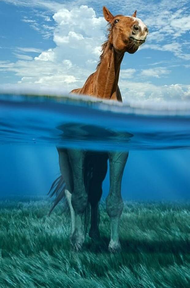 Любопытная лошадь гуляет по дну граница воды и воздуха, красота, мир под водой, необычный ракурс, оригинально, подводные обитатели, природа, фото