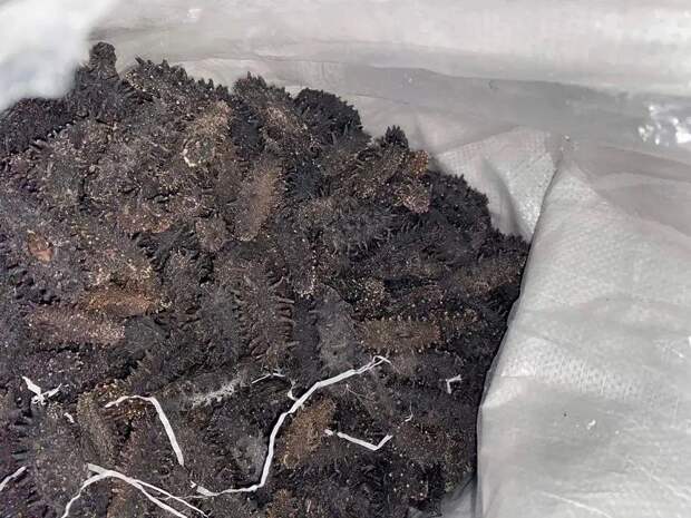 Приморские чекисты перехватили груз трепанга почти на два миллиона