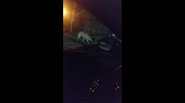 Просто волк бегает по Пятому участку на Гладковке. Будьте осторожны, берегите природу, мать вашу. https://t.me/webmoney_dn/316027Video: Клип