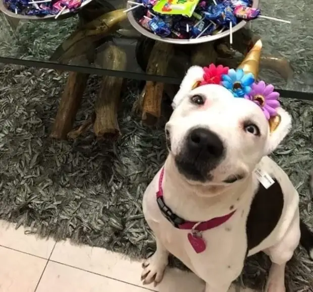 Фото доказательства, которые показывают, что животные на 99 % состоят из любви