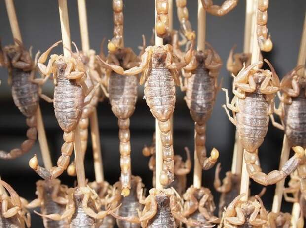 Скорпионы на палочке 