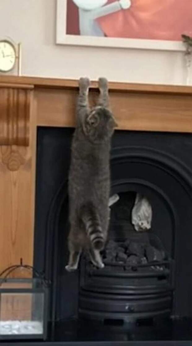 Фотография: Притяженья больше нет: 30 котиков, которые плевать хотели на законы физики №30 - BigPicture.ru