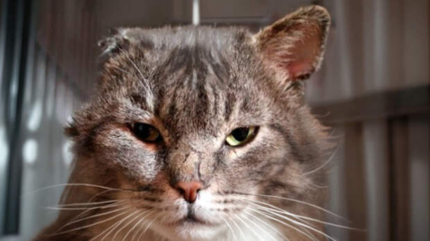 Шкет по имени Зайчик