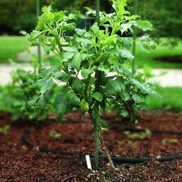 growing (500x500, 32Kb)