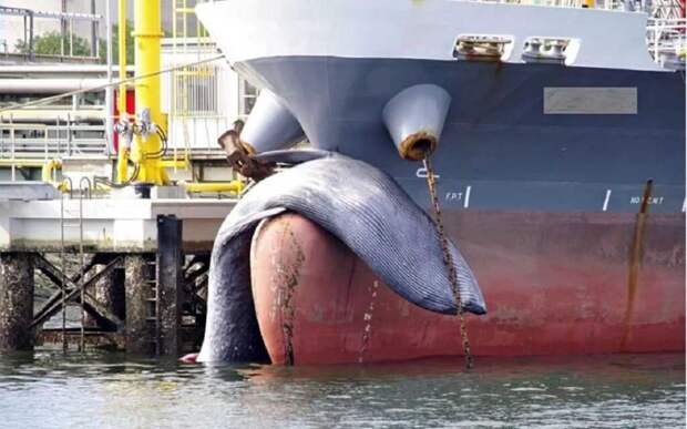 В японский порт прибыл корабль с мертвым китом на носу