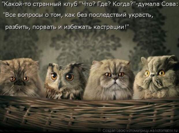Свежая котоматрица (33 фото)