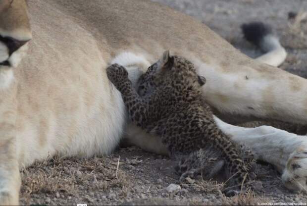 В национальном парке Танзании "Серенгети" произошёл небывалый случай детеныш, львица, национальный парк