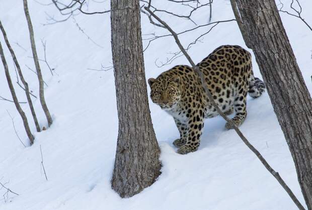 Дальневосточный леопард в родной среде 