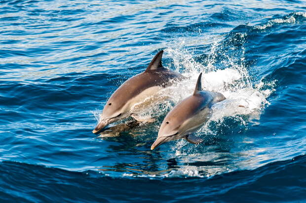 дельфины спасли людей