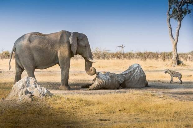 Слон оплакивает погибшую подругу. животные, фото, это интересно