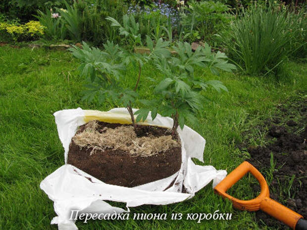 Peresadka_iz_korobki