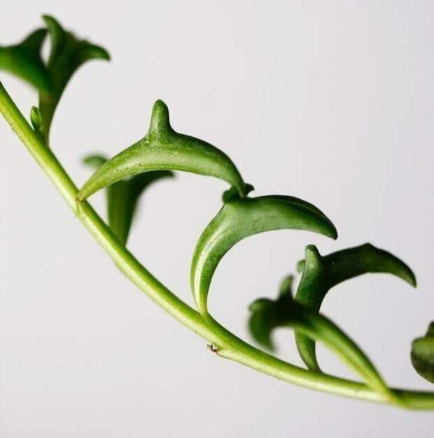 Перейдем к животному миру. Цветок-дельфин Senecio peregrinus (dolphin succulent) Перейдем к животному миру. Цветок-дельфин Senecio peregrinus (dolphin succulent)
