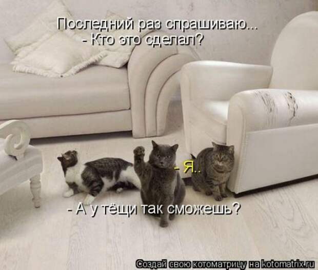 Новая котоматрица недели (39 фото)