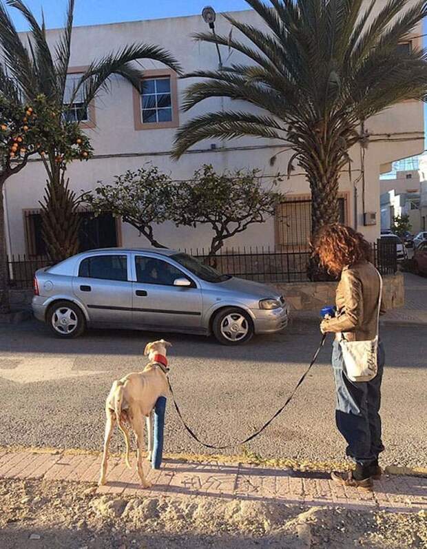 Собака со сломанной лапой шла 3 км, чтобы привести людей к своим щенкам в мире, добро, животные, собака, щенки