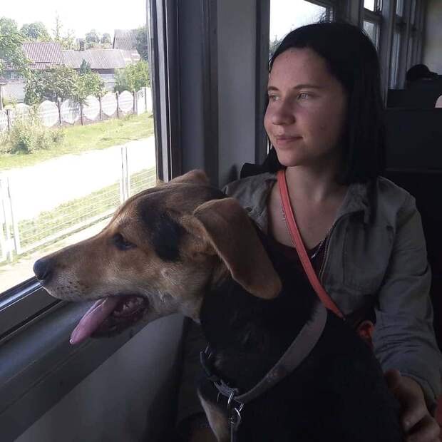 девушка помогла собакам девушка с собакой