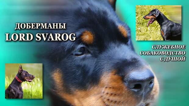 Порода не для всех: кому идеально подходит доберман, а кому стоит воздержаться