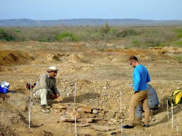 В пустыне нашли древние останки черепахи