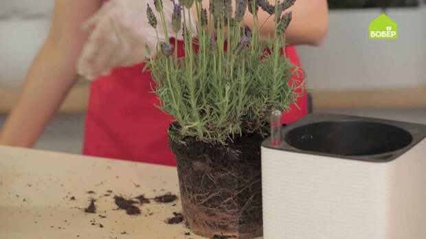 Лаванда: как правильно ухаживать и пересадить