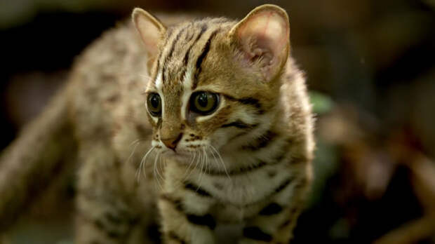 Как выглядит самая маленькая дикая кошка в мире