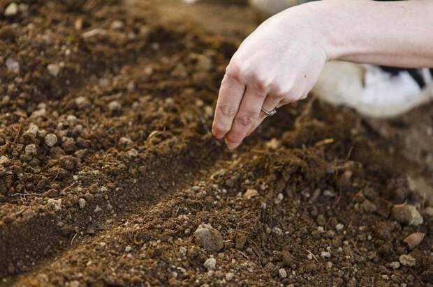 Малоплодородная, истощённая почва не годится для посадки и выращивания клеомы из семян