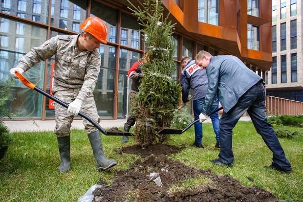 Черную сосну и рябины высадили в линейных парках жилого квартала «ЗИЛАРТ»