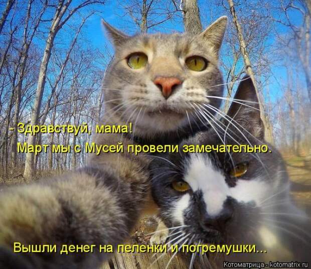 Лучшие котоматрицы недели (50 фото)