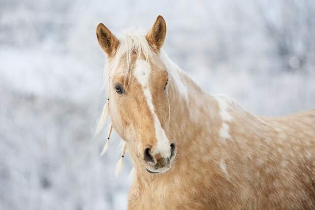 Лошадь. Фото: pixabay.com Лошадь. Фото: pixabay.com