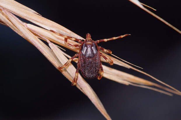 В Новосибирске врачи достали из заднего прохода мужчины клеща