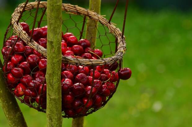 Как быстро собрать вишни с высокого дерева и что из ягод можно приготовить на зиму