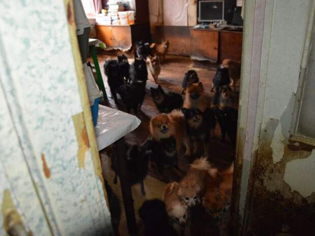 В Тюмени из квартиры многоэтажки изъяли сотню собак