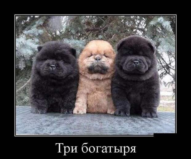 Демотиваторы