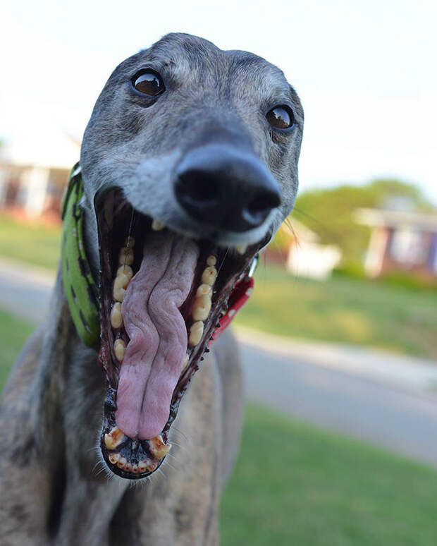 Младенец вернул псу любовь к людям Младенец вернул псу любовь к людям братья меньшие, животные, любовь к людям, собаки