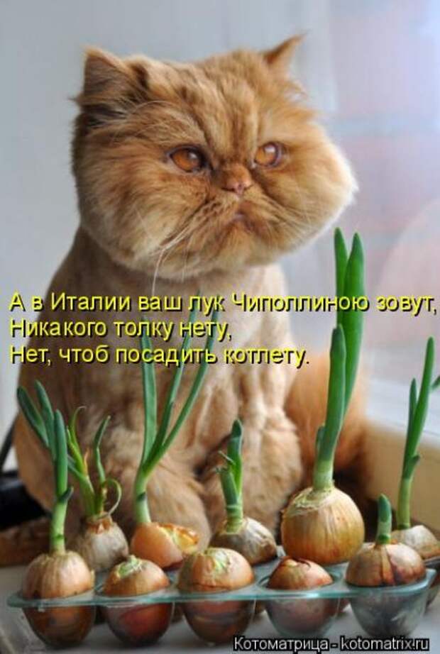 Лучшие котоматрицы недели (50 фото)