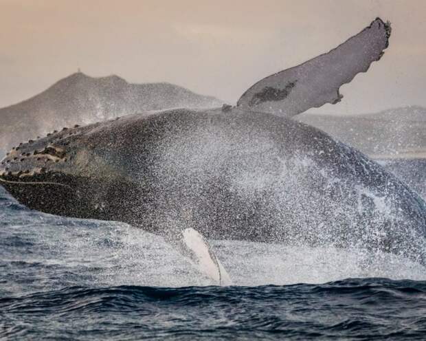 Горбатый кит без еды, волк, животные, медведь, пингвин, факты