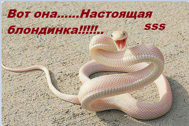 веселые картинки