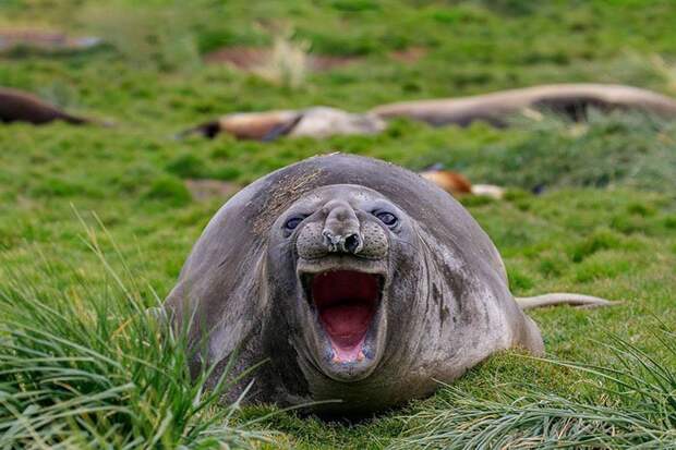 17. "Смешно!" (фото: Эми Кеннеди) Comedy Wildlife Photography Awards, животные, конкурс, природа, смех, фотография, юмор